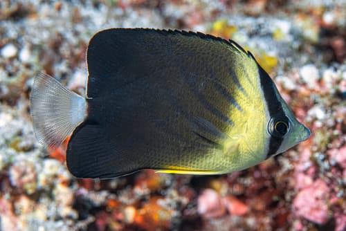 Chocolate Butterflyfish