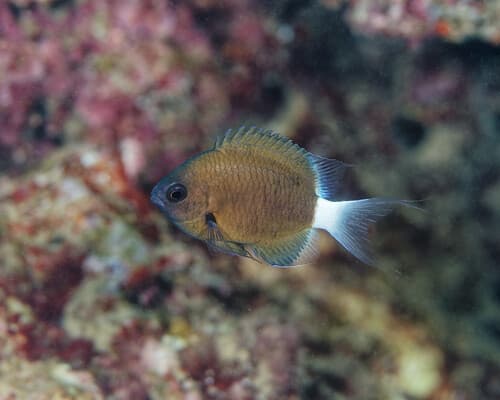 Chocolate-dip Chromis