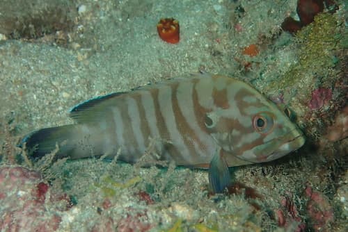 Chocolate Grouper