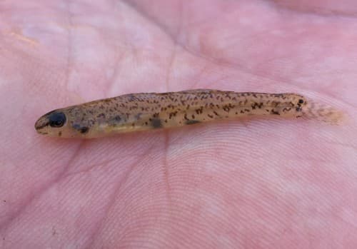 Choctawhatchee Darter