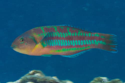 Christmas Wrasse