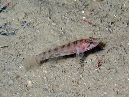 Chromogobius zebratus