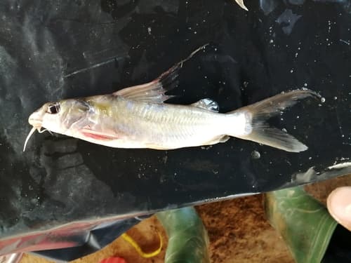 African Golden Catfish