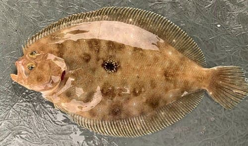 Cinnamon Flounder