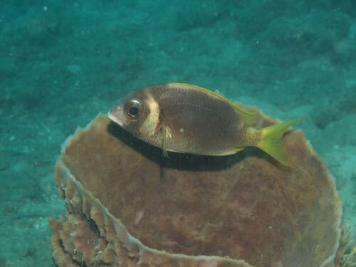 Cinnamon Monocle Bream