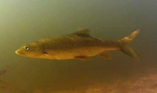 Clanwilliam Yellowfish