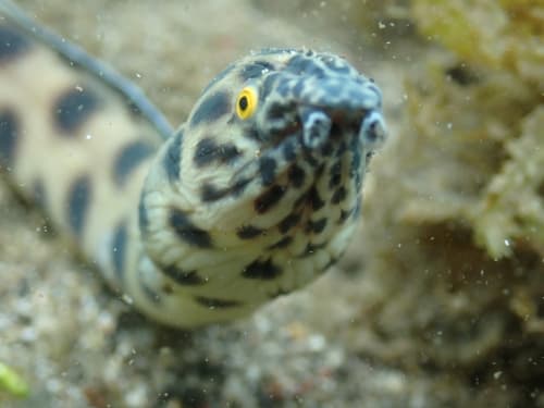 Clarion Snake Eel