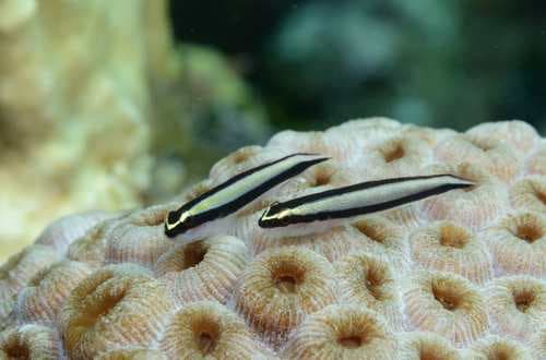 Cleaner Goby