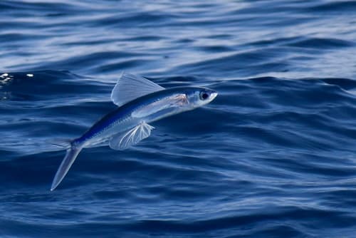 Clearwing Flyingfish