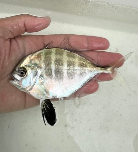 Cleftbelly Trevally