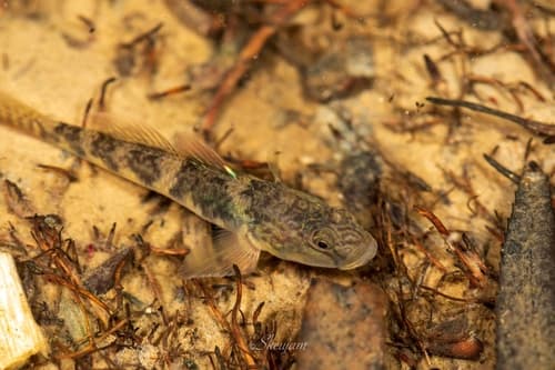 Clifford Pope's Goby