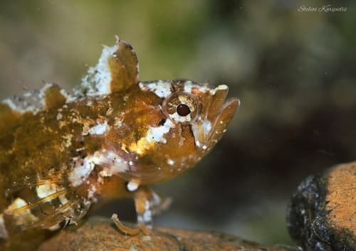 Tompot Blenny