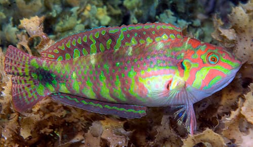Cloud Wrasse
