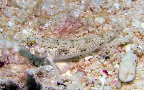 Cloudy Goby