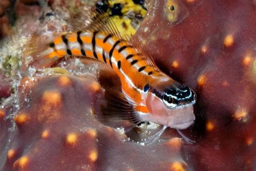Clown Blenny