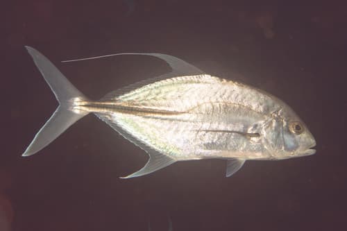 Coach-whip Trevally