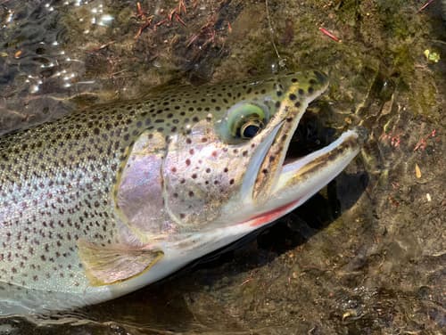 Coastal Cutthroat Trout