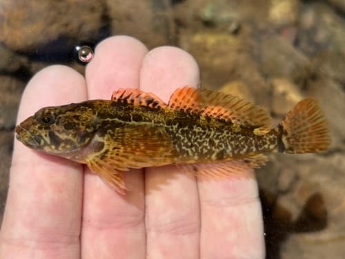 Coastal Riffle Sculpin