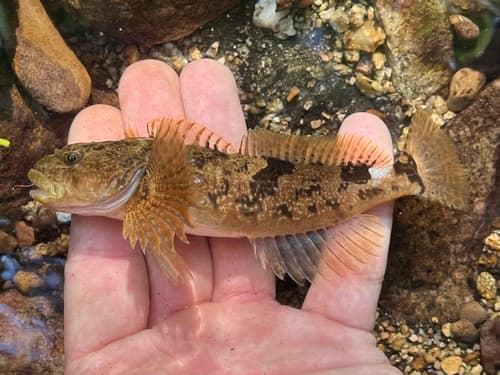 Coastrange Sculpin