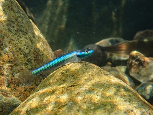 Cobalt Blue Goby