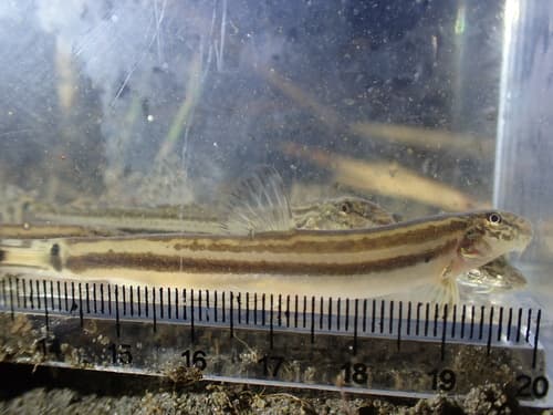 Large-striped Spined Loach