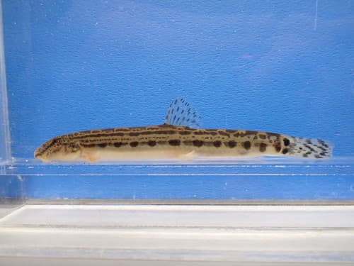 Sakahoko Loach
