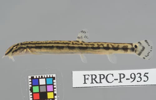 Takatsu Loach