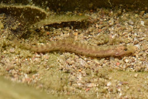 Zhejiang Spined Loach