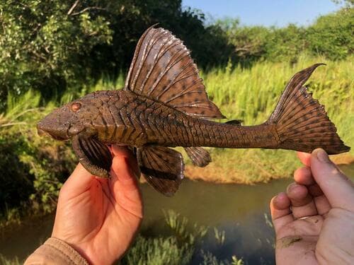 Cochliodon Pleco