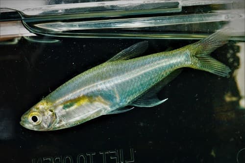 Cochu's Blue Tetra