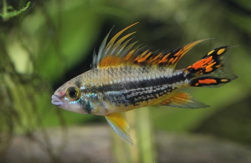 Cockatoo Dwarf Cichlid