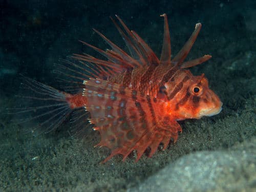 Cockscomb Lionfish