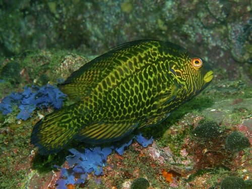 Cocktail Wrasse
