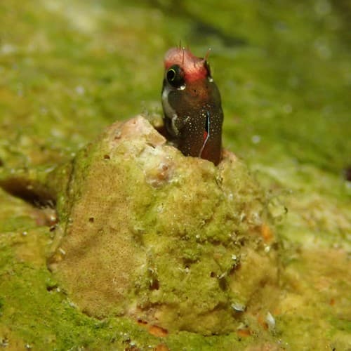 Cocos Barnacle Blenny