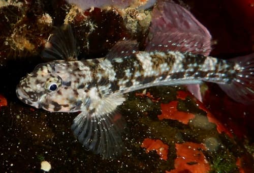 Cocos Frillgoby