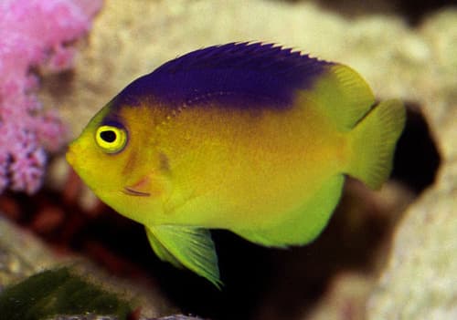 Cocos-Keeling Angelfish