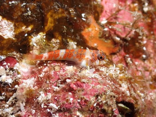 Cocos Triplefin