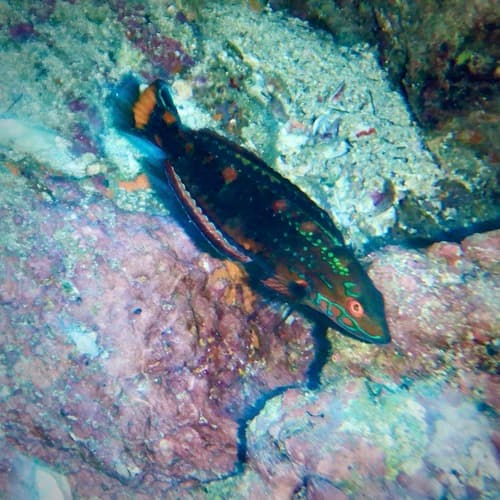 Cocos Wrasse