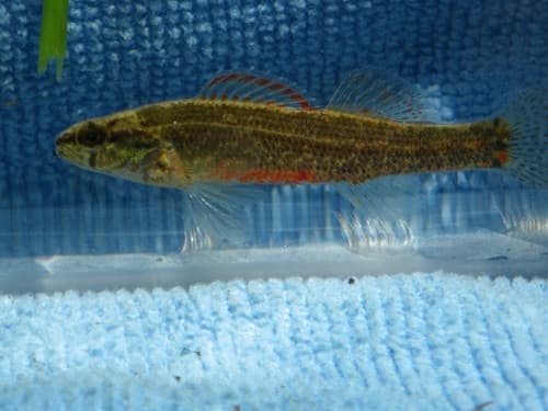 Coldwater Darter