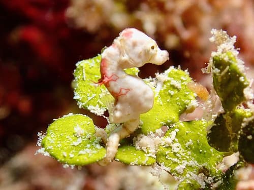 Coleman's Pygmy Seahorse