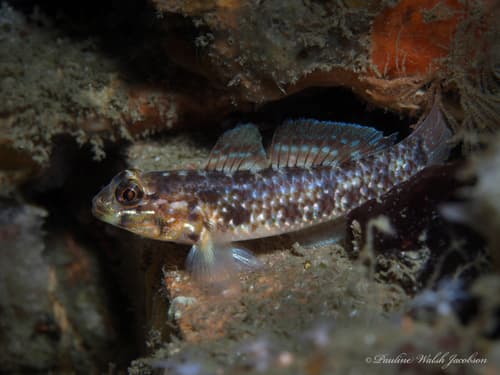 Colon Goby