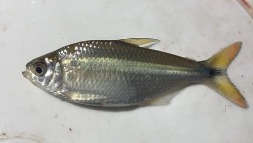 Coloredtail Astyanax