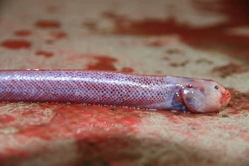 Comb Goby