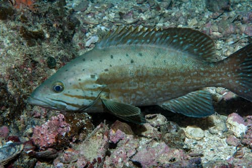 Comb Grouper