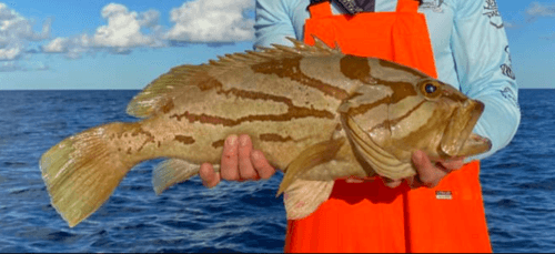 Comet Grouper