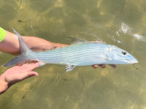 Common Bonefish