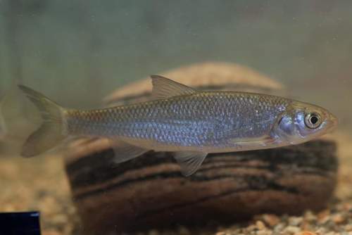 Common Dace