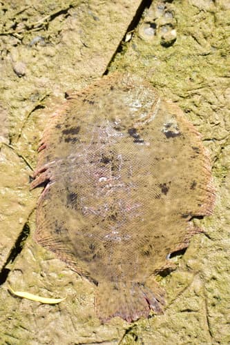 Common Freshwater Sole