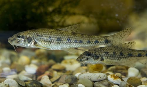 Common Gudgeon