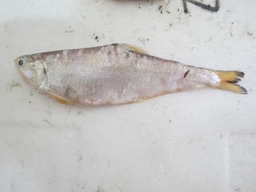 Common Hairfin Anchovy